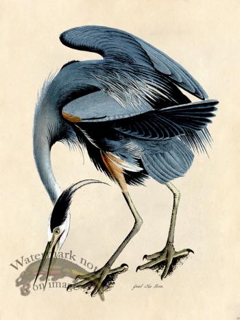 Great Blue Heron - Tribute Bd 18